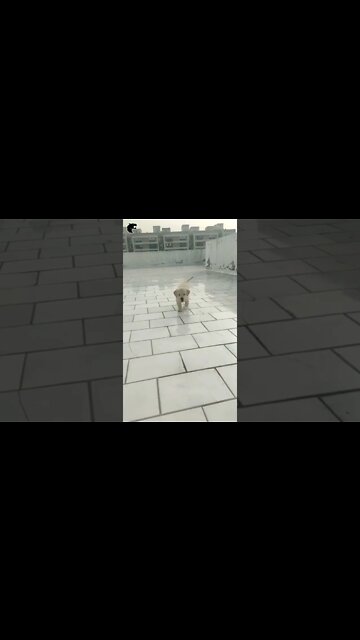 #kolinsky • Puppy Running Towards Camera