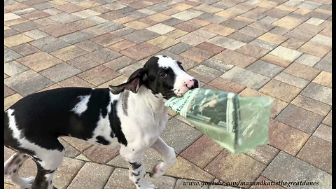 Great Dane puppy learns how to delivery the newspaper