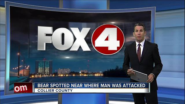 Bear spotted in Naples after attacking man