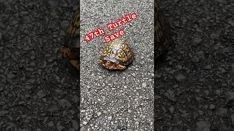 Saving the Eastern Box Turtle: Celebrating the 47th Success Story in Six Years #Turtles #prepperboss