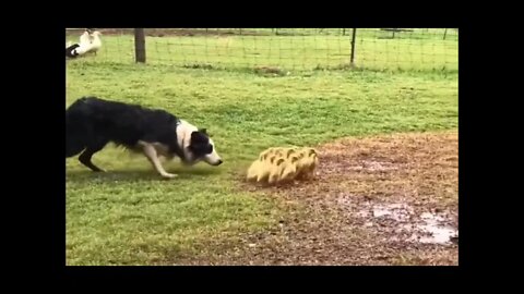 Border collie herding ducklings to water