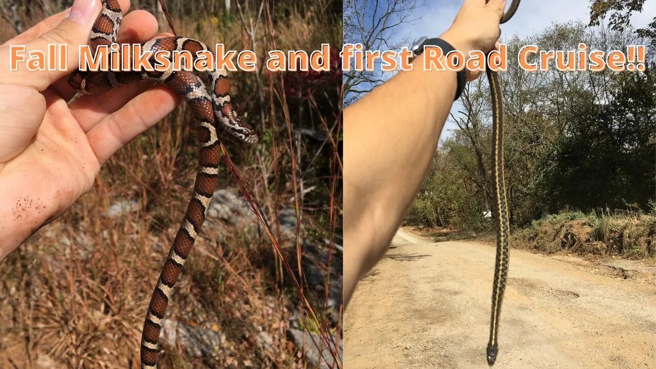 Fall Flipping and My First official Road Cruise! Herping 2022!