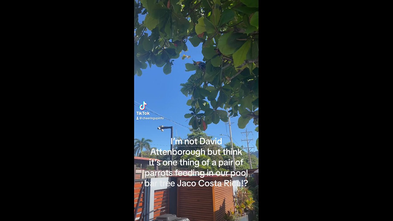 I’m not David Attenborough but think it’s one thing of a pair of parrots feeding in our pool bar