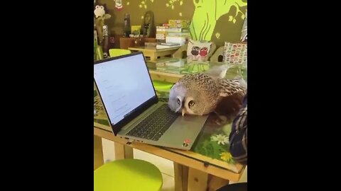 Owls are the cats of the air