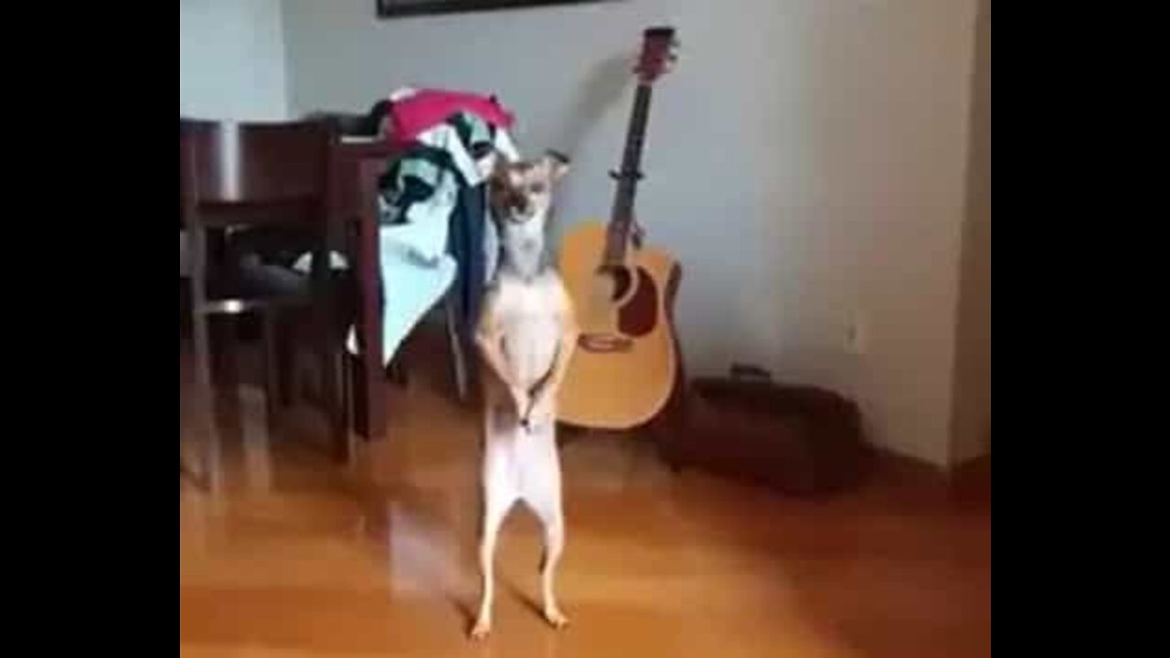 Dog stands on hind legs when it wants food