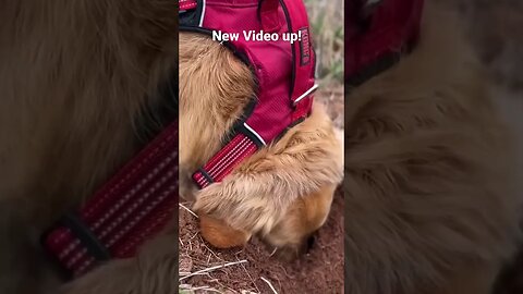 #GoldenRetrievers LOVE to Dig in the dirt - especially #PEI Dirt