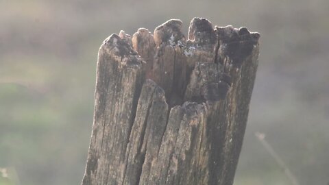 The Colors are Slowly Dropping