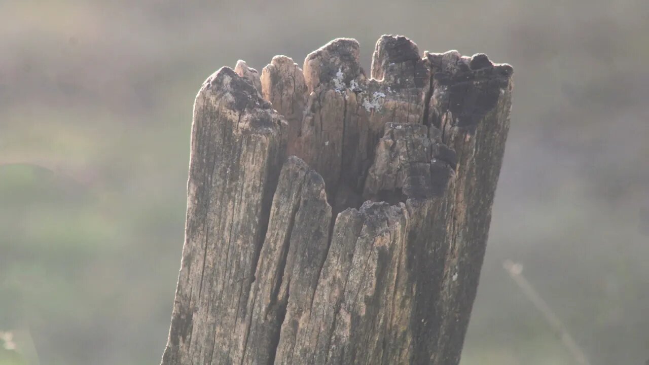 The Colors are Slowly Dropping