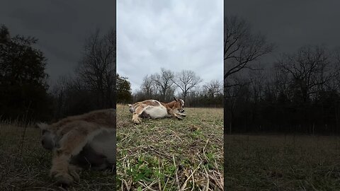 Kidding season has started! #shorts