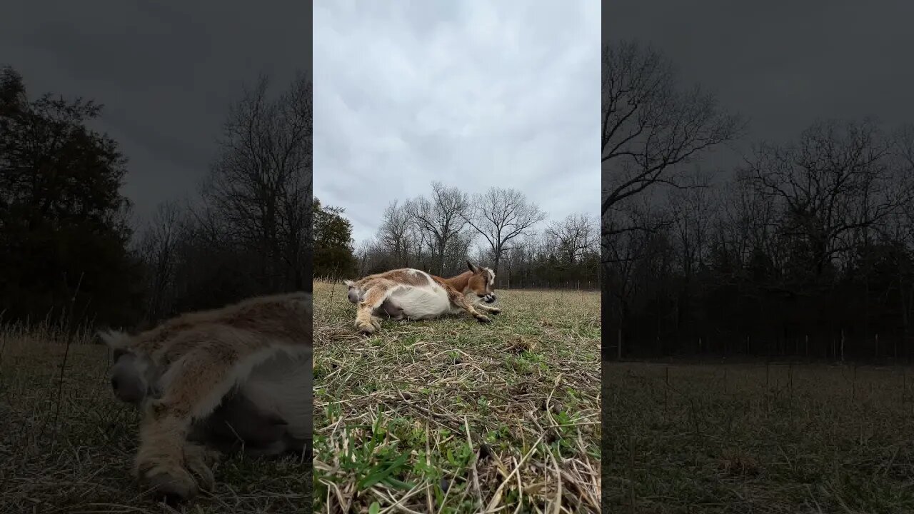 Kidding season has started! #shorts