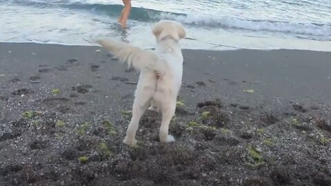 Bailey Golden Retriever Puppy Swim in Sea for First Time!