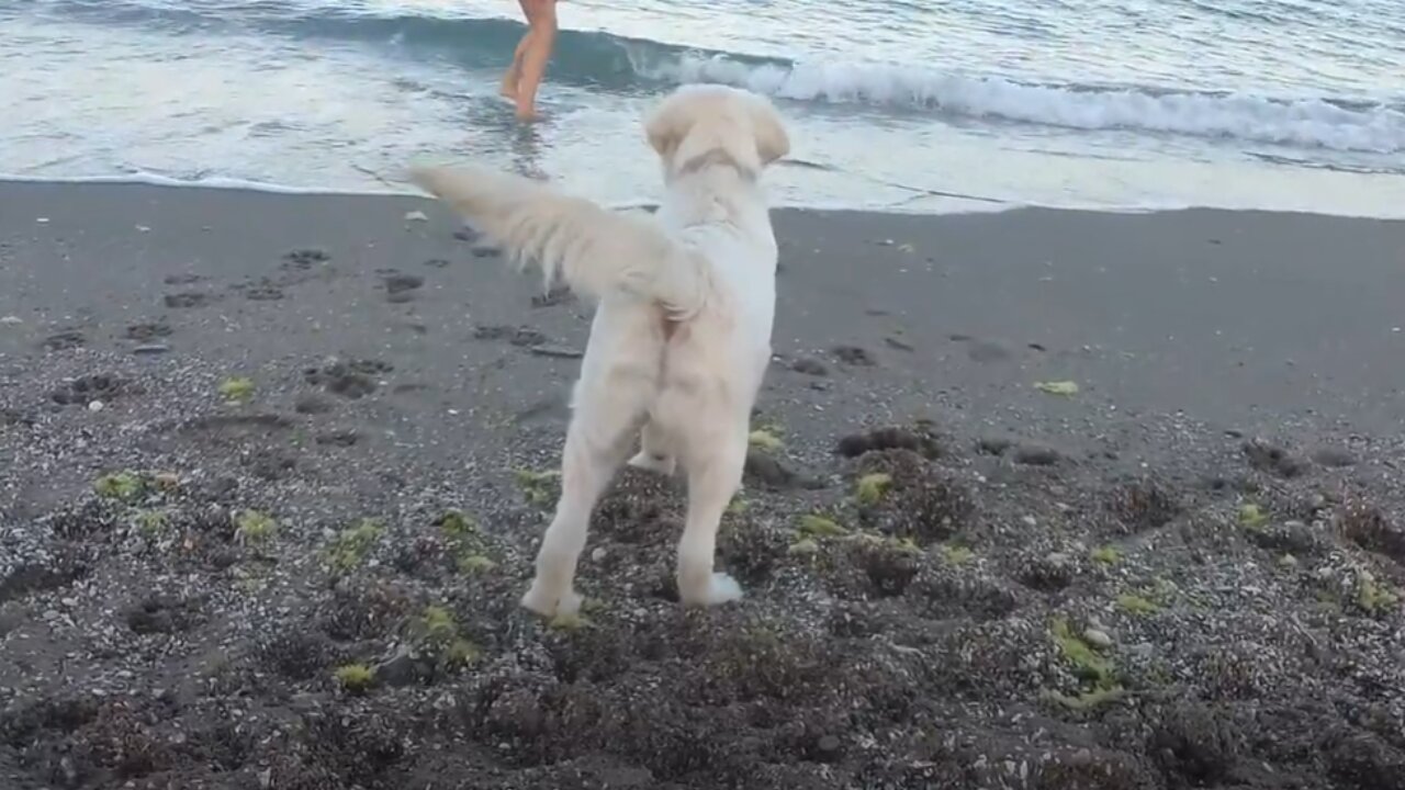 Bailey Golden Retriever Puppy Swim in Sea for First Time!