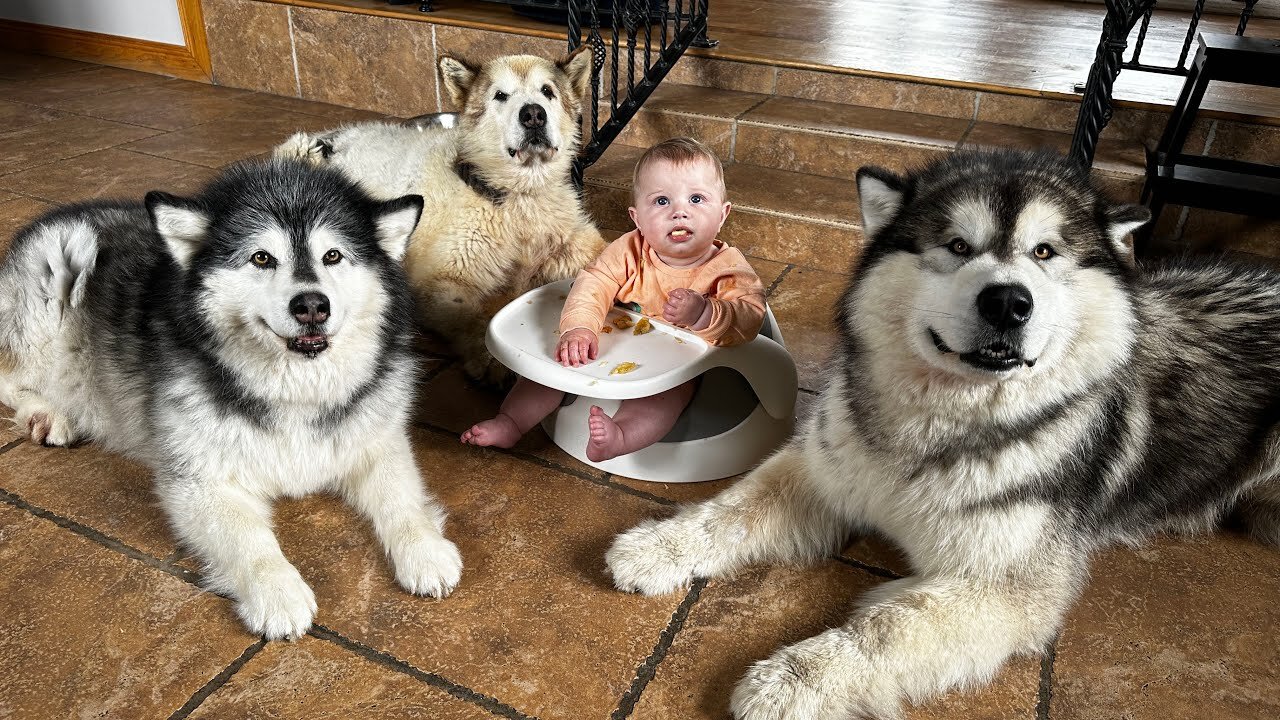 Adorabe Baby Boy Feeds His Giant Wolves! (Cutest Ever!!)