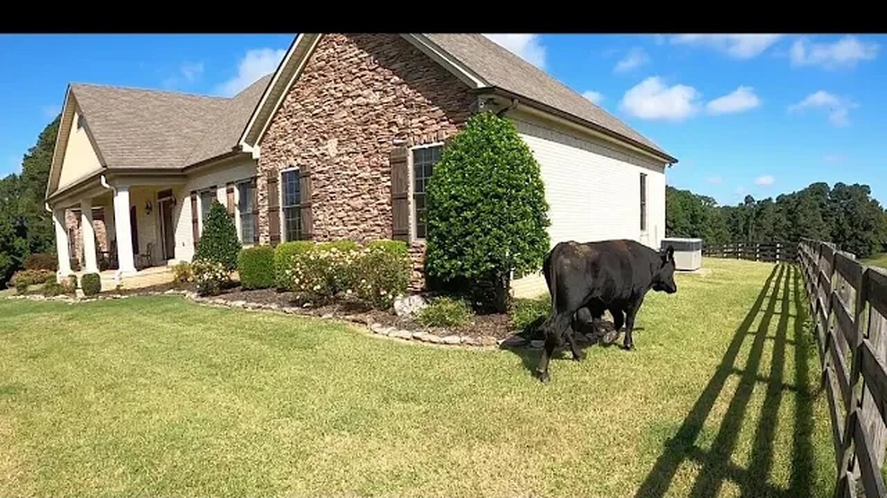 No, the bull should not be in the front yard!