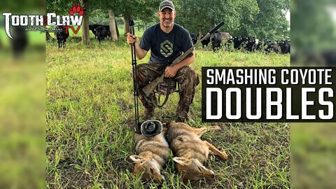 Smashing Coyote Doubles - Coyote Hunting