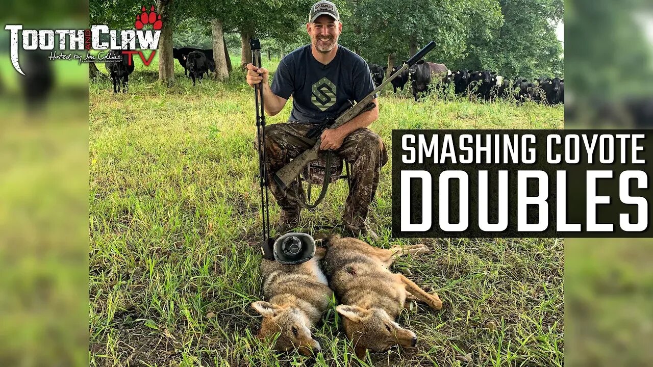 Smashing Coyote Doubles - Coyote Hunting