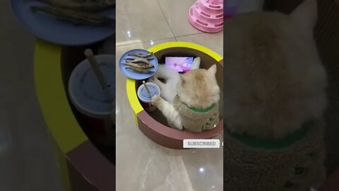 cute cat videos 😹 funny videos 😂 515 😻