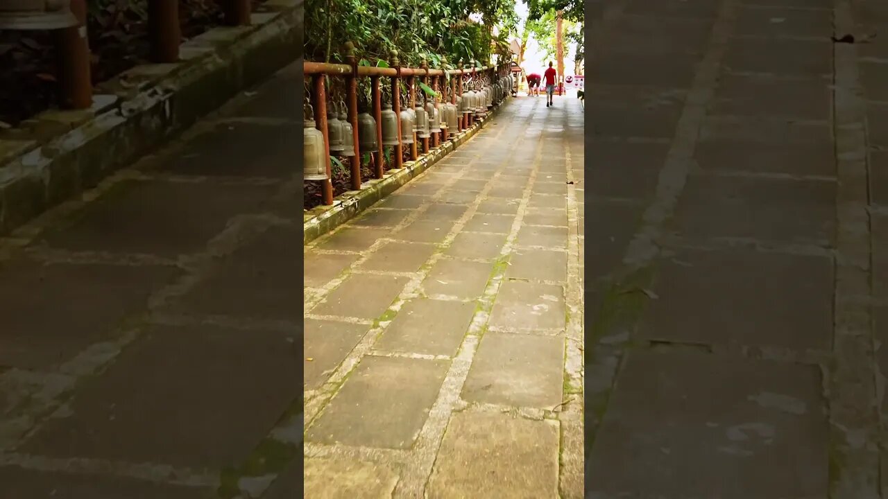 The Walk To Wat Phrathat Doi Tung, Mae Sai District, Chiang Rai, Thailand 🇹🇭