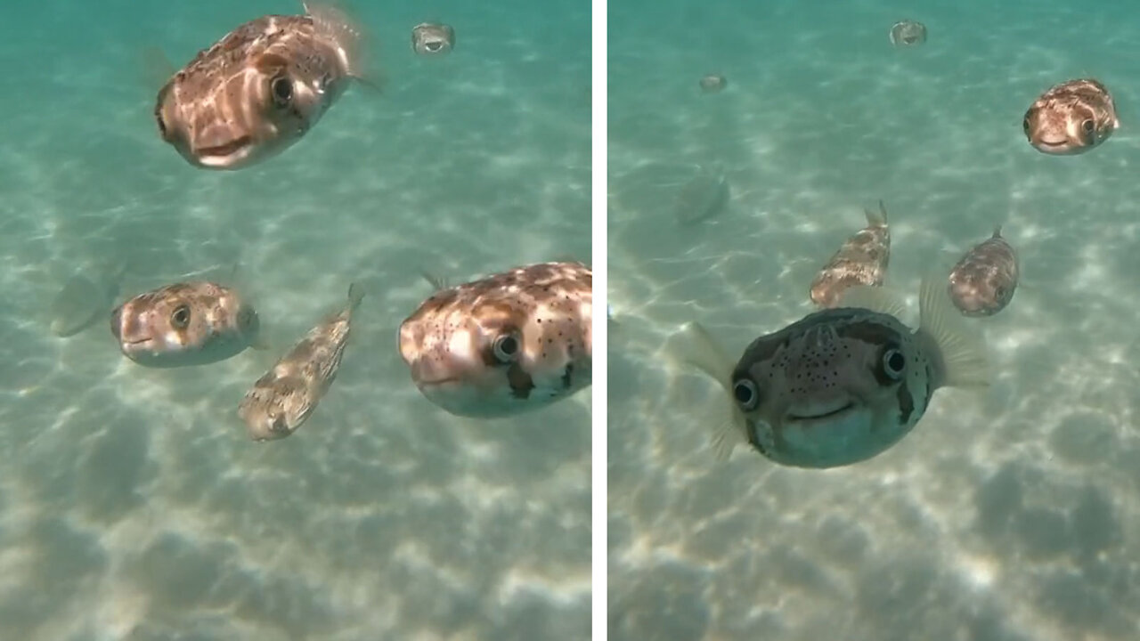 Big-eyed fish smiling at the camera