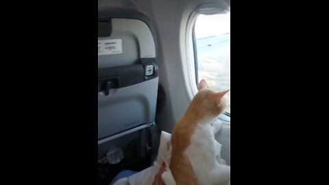 Cat feeling happy travelling in plane🤣❤️