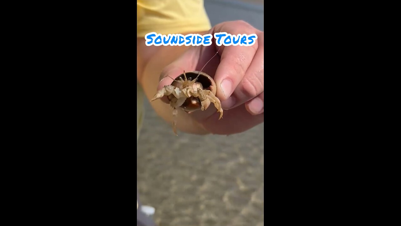 Soundside Tours Shelling Trip