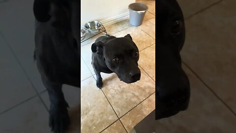 RARE HIPPO SEAL HYBRID DOG FOUND OFF COAST OF SPAIN