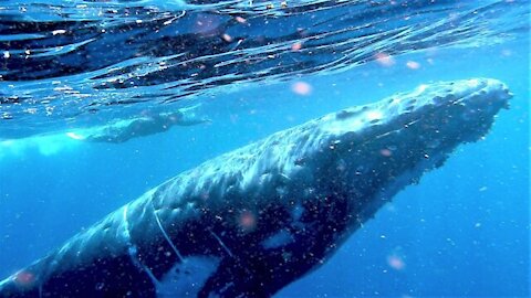 Friendly humpback whale gives woman the experience of a lifetime.