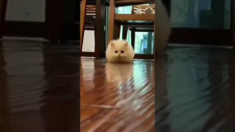 funny cat videos | cute cat videos| cute animals funny cats #shorts #shortsfunny #cutecat #funnycat