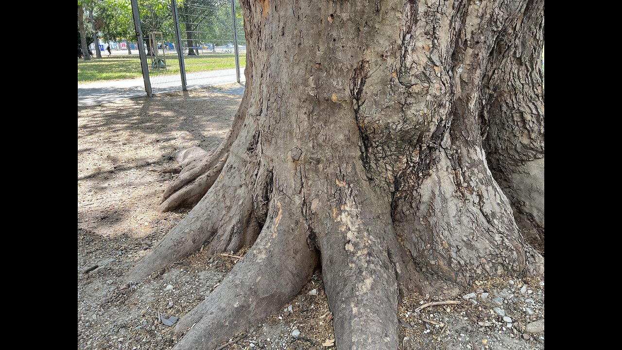 This tree is massive.