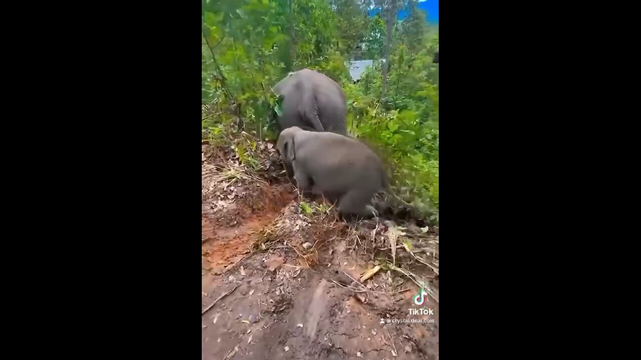 Baby Elephants’s Hilarious Mischief