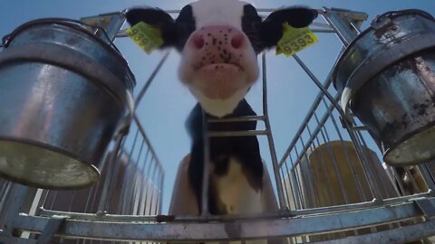 Little calf looks in aviaries