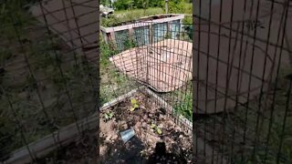 Two unusual garden trestles