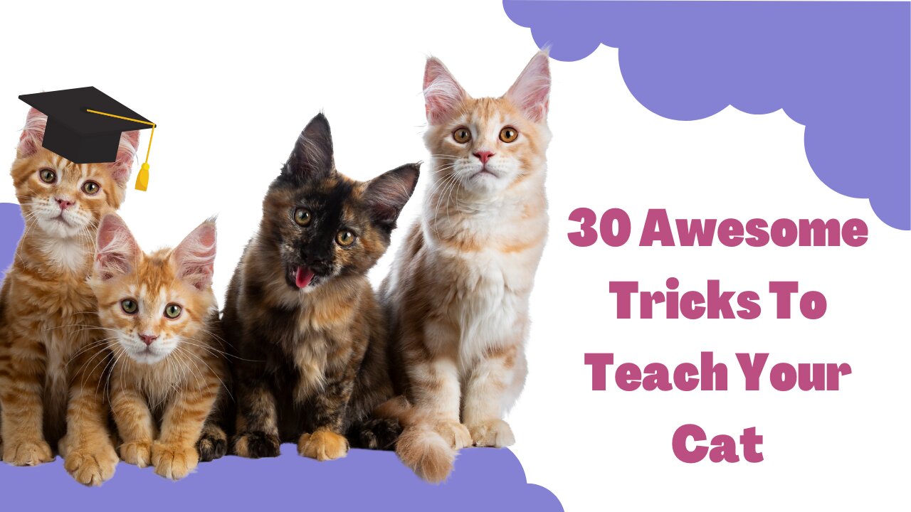 30 Awesome Tricks To Teach Your cat