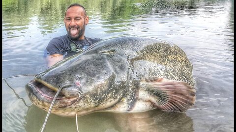 Giant Catfish