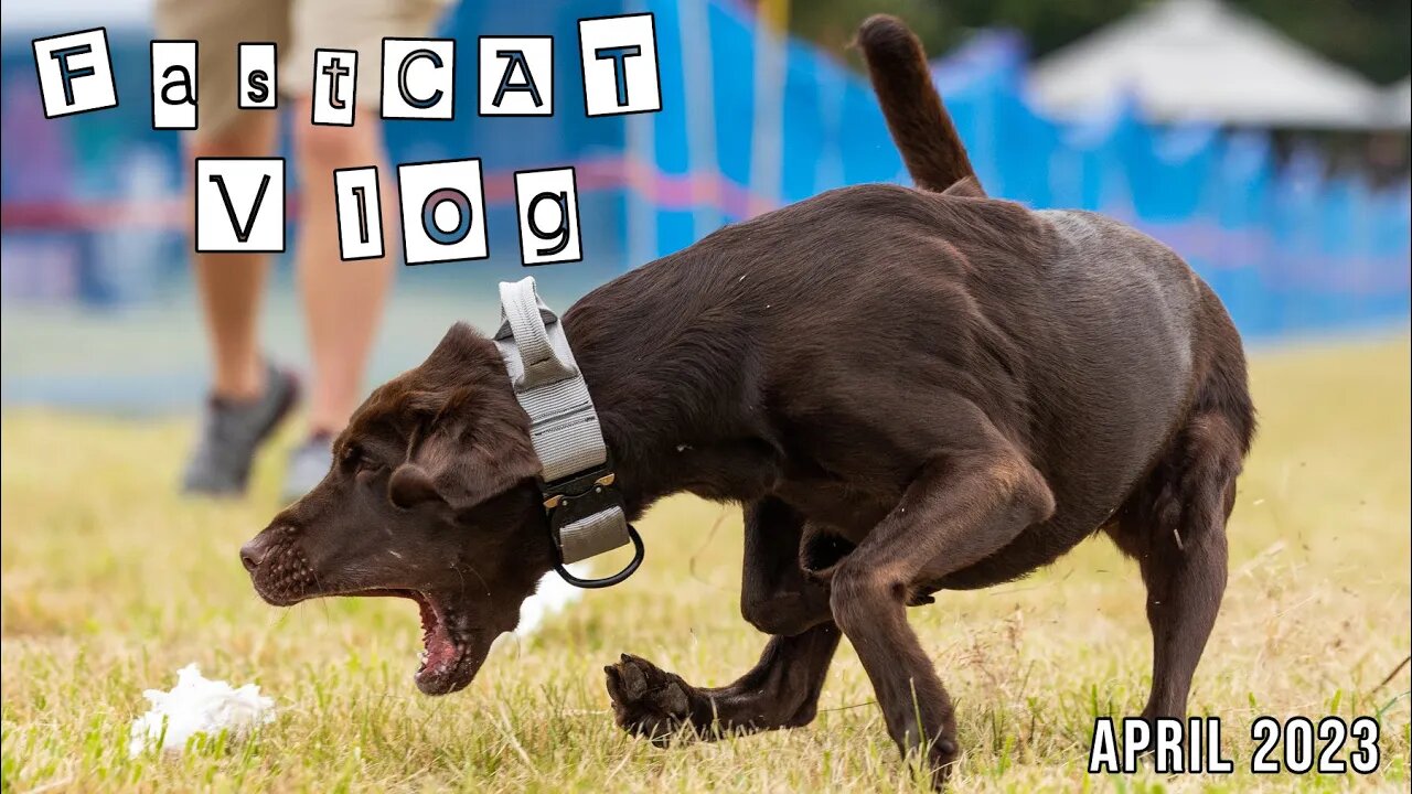 AKC FastCAT Vlog - April 2023 Trial