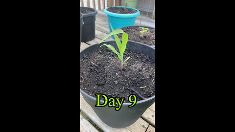Plant growth daily update day 9