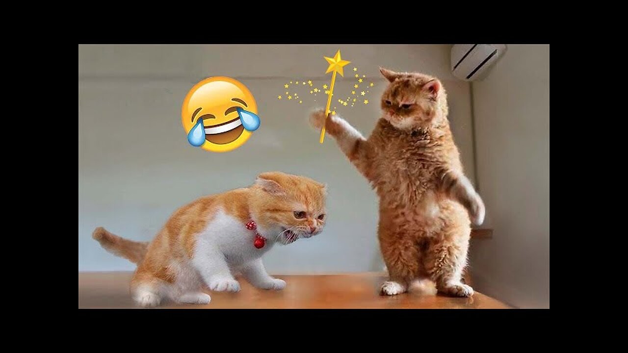 World Best Funniest🤑 Cat vs animal vs Kid 😃 Entertainment Don't Try Laughing 🤣 2024 clips 🫡