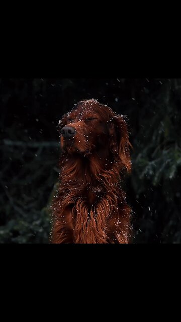 Dog in snow ❄️❄️⛄