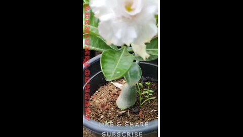 white color of rosery variety adeniumflower