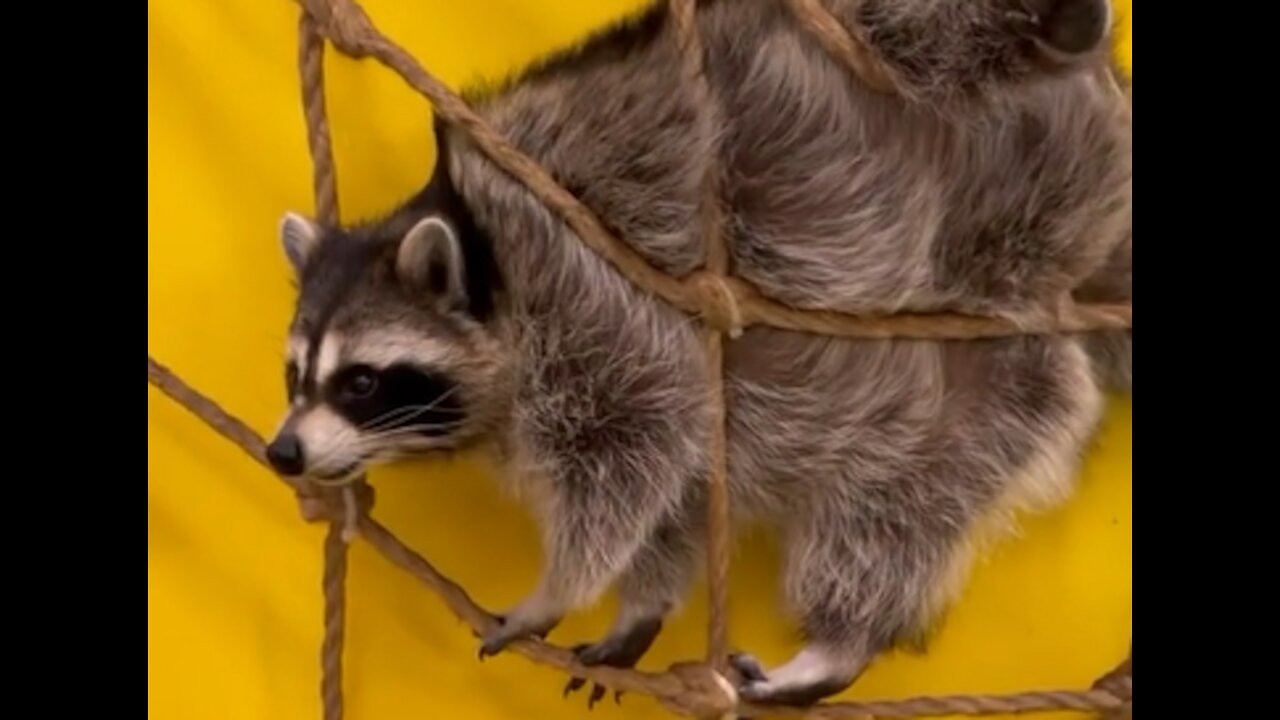 Captain Raccoon climbs up the stairs and gets trapped