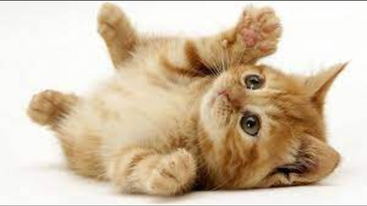 cats will always be cats watch