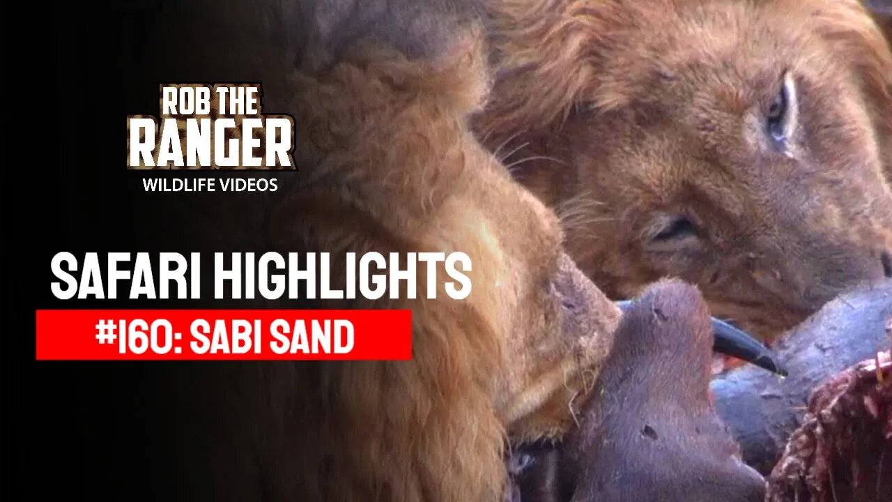 Safari Highlights #160: 05 - 09 Sep 2012 | Sabi Sand Nature Reserve | Latest Wildlife Sightings