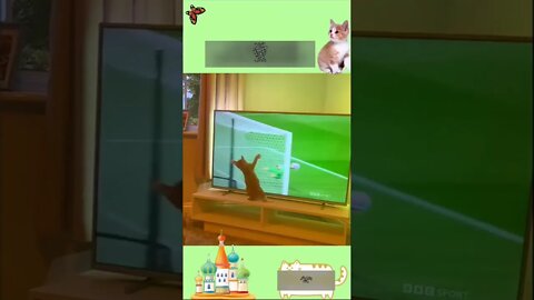 Cat funny cute cat Football #shorts #cat #reels #funny #football