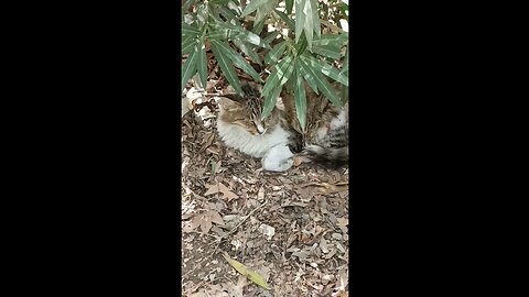 A cute and beautiful cat is resting