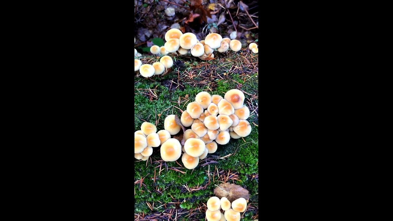 Amazing growth of Edible and Medicinal mushrooms #foraging #mushroom