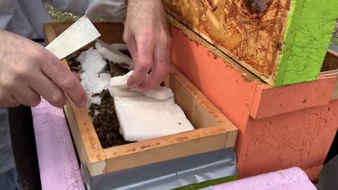 March 1, 2020 Adding Pollen Patties. Another dead hive:(