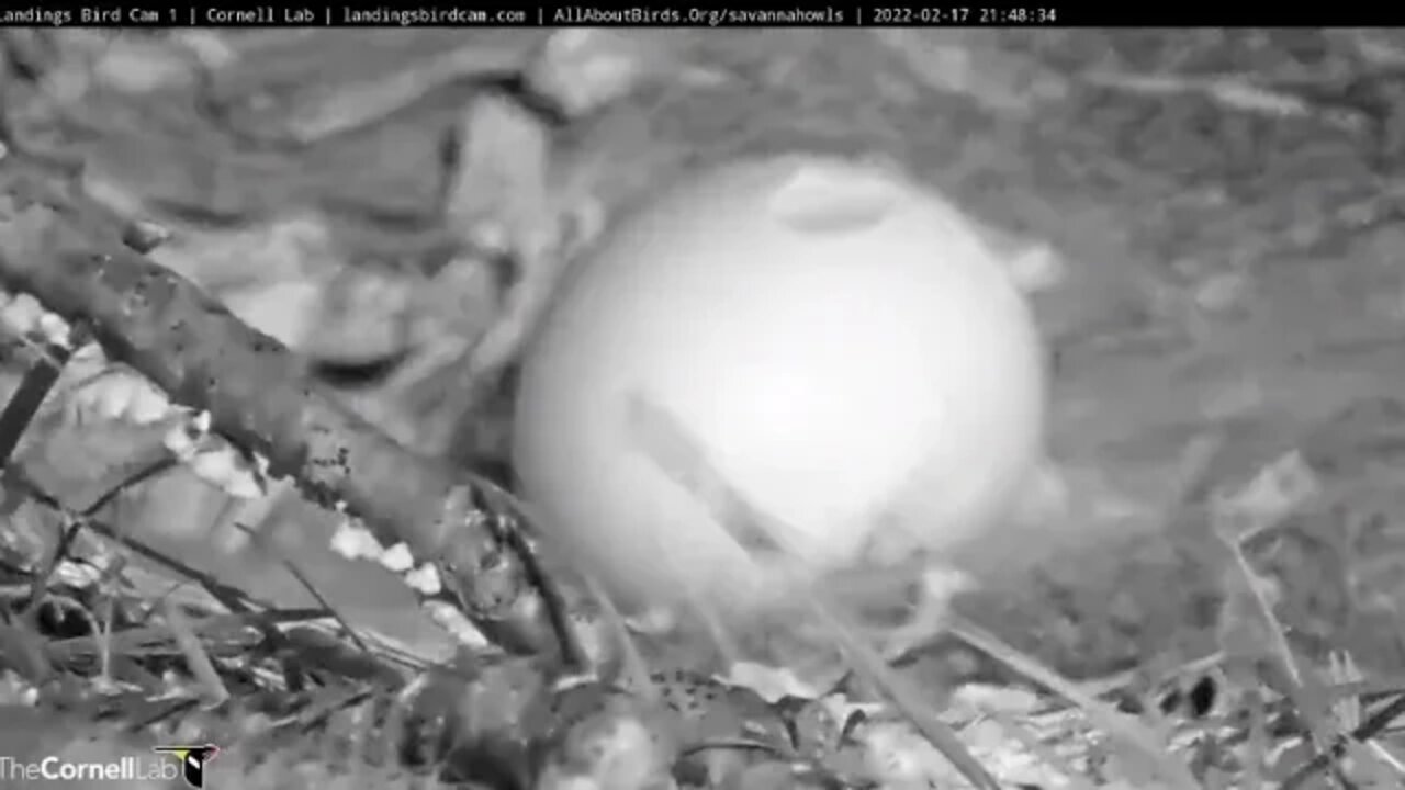 🥚 Great Horned Owl Egg Has Pipped 🦉 2/17/22 21:42