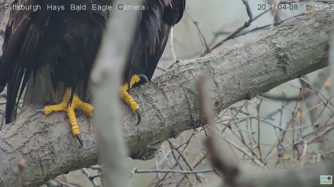 Hays Eagles Dad Talons closeup 2021 04 08 17:51