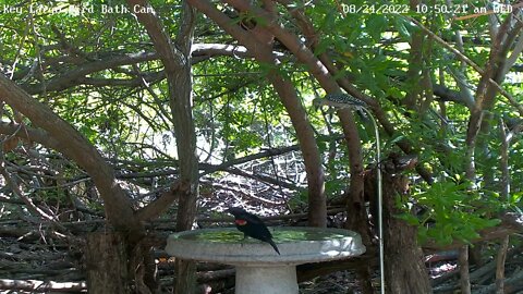 Two immature red-bellied woodpeckers