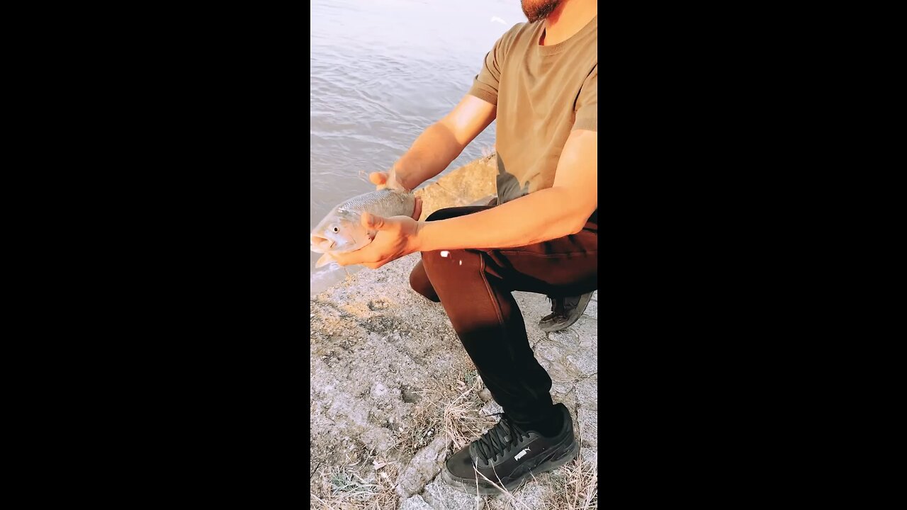 Danubian Asp 🐟